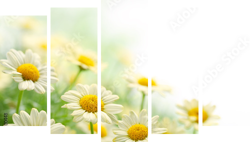 Daisy flower  - Fünfteiliges Leinwandbild, Pentaptychon
