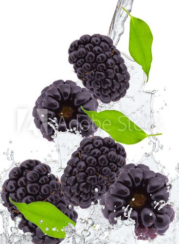 fresh blackberry in water splash