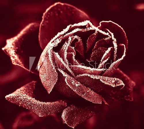 Gefrorene Eleganz in Rot