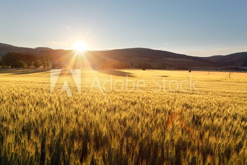 Goldene Felder im Morgenglanz