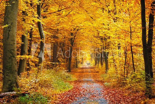Goldene Herbstallee voller Leben