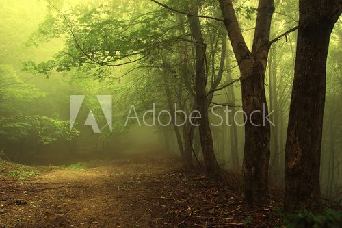 Green forest with fog