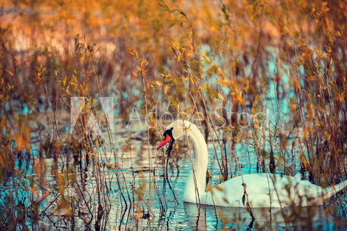 Herbstlicher Schwan im Wasserspiegel