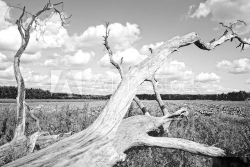 Kontrastreicher Baum im dramatischen Wolkenhimmel
