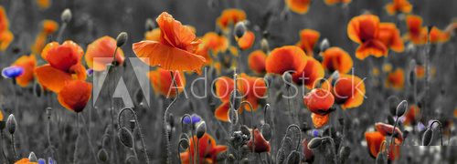 Kontrastreiches Mohnblumenfeld im Spätsommer