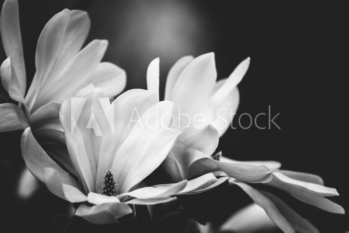 magnolia flower on a black background