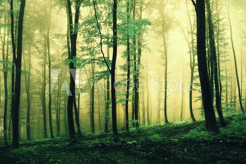 Morgendliches Schauspiel im Nebelwald