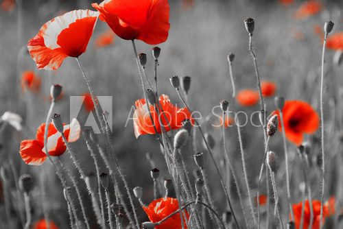 red poppies on  field