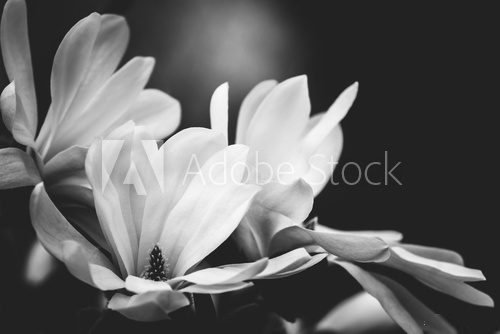 Sanfte Eleganz der Magnolienblüten