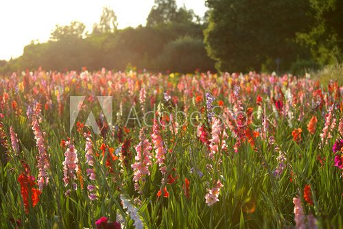 Sommerliche Blumenpracht im Morgenlicht