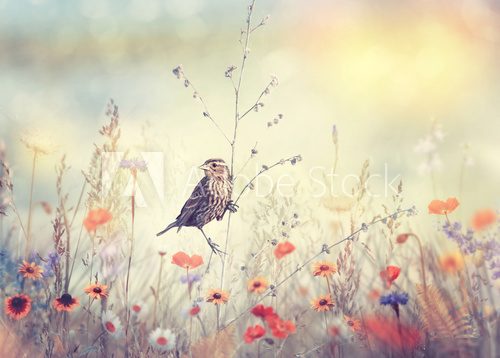 Sommerliche Vogelstimmung auf Wiese