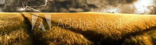 thunderstorm over a golden  barley field