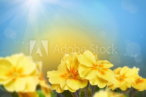 Yellow flowers on a nature background 