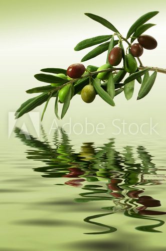 Zielona gałązka oliwna
