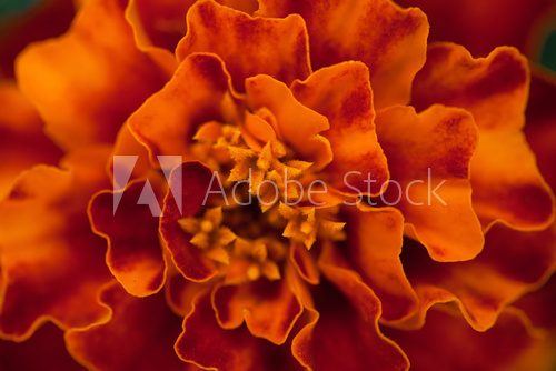 Abstract floral background. Marigold flower macro. 