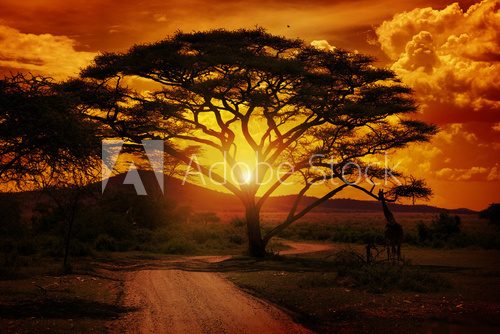 Africa Sunset 