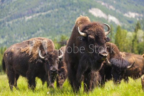 American Bison or Buffalo 