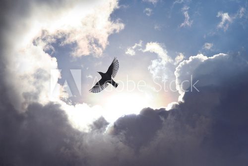 Angel Bird in Heaven 