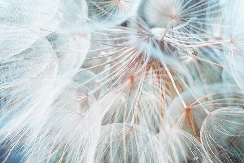 background fluffy dandelion flower, macro photo.