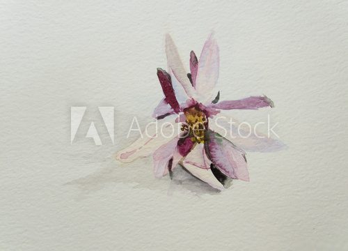 beautiful  flower  on white background-my original 