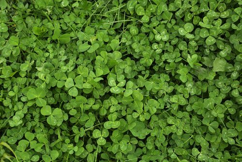 Beautiful green clover leaves and grass with water drops, top view