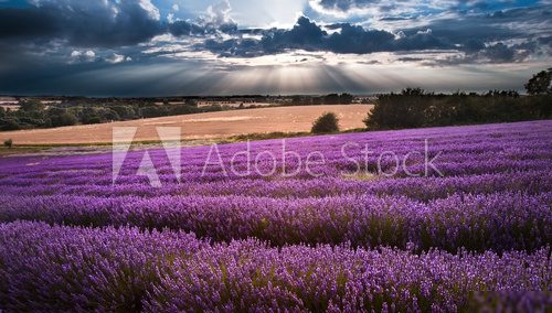 Beautiful lavender field landscape with dramatic sky 