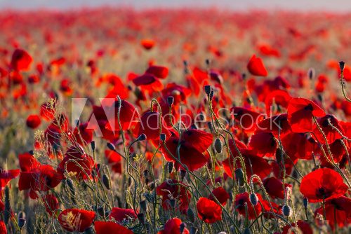 beautiful red poppy field 