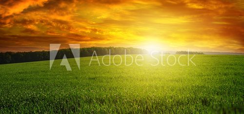 Beautiful sunset on green field