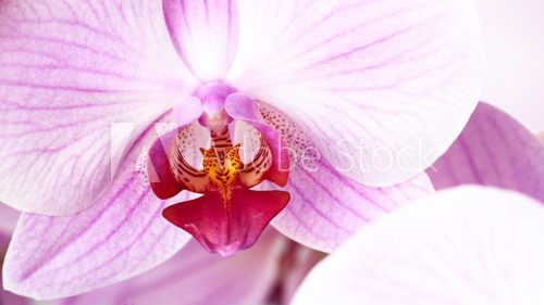 beauty pink orchid, abstract floral backgrounds 