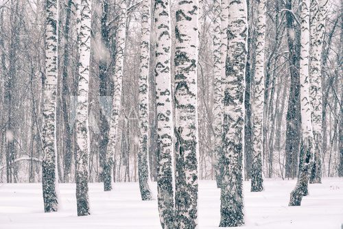 Birch forest at winter snowstorm
