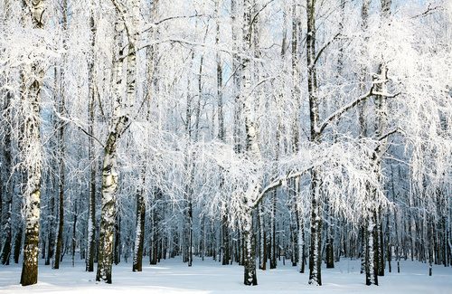 Birch forest with covered snow branches 