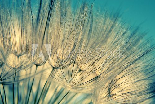 Blue abstract dandelion flower background