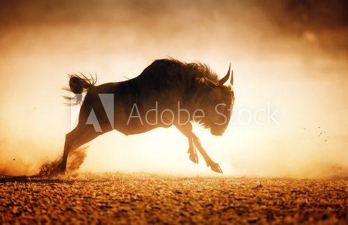 Blue wildebeest running in dust 
