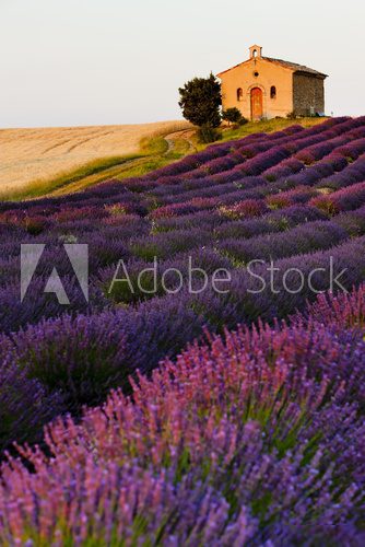 chapel with lavender and grain fields, Plateau de Valensole, Pro