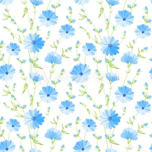 Chicory seamless pattern. 