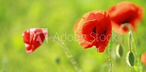 Close up of poppies 