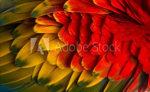 Close-up on a Scarlet Macaw feathers (4 years old) isolated on w 