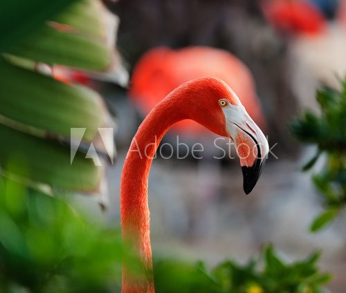 Close up shot of a flamingo profile. 