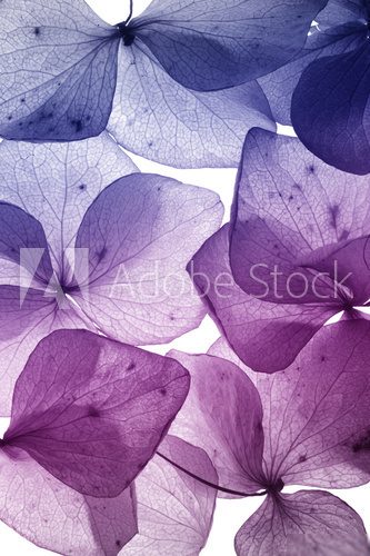 colorful flower petal closeup
