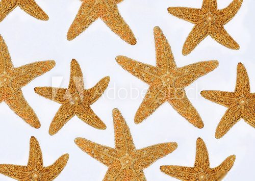 composizione di stelle marine