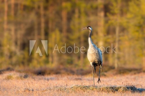 Crane on a spring morning in the swamp 