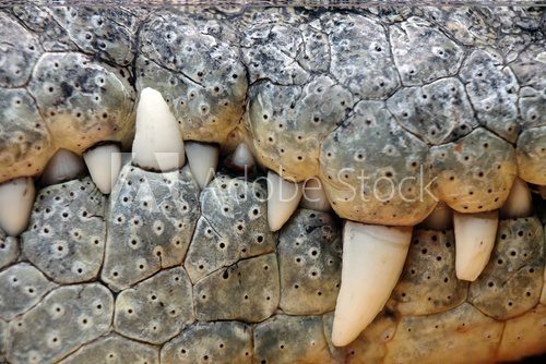 crocodile teeth 