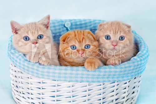 Cute kittens sitting in a basket 