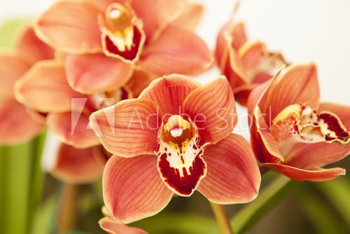 cymbidium orchid 