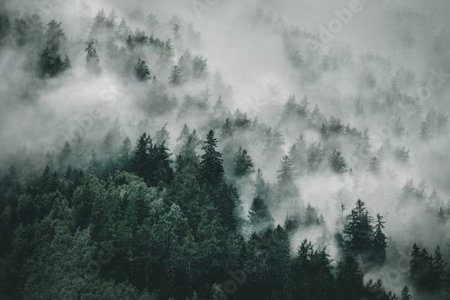 Dämmerung im nebligen Bergwald