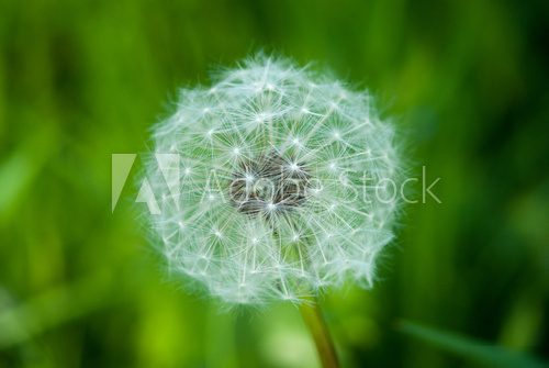 Dandelion in green field 