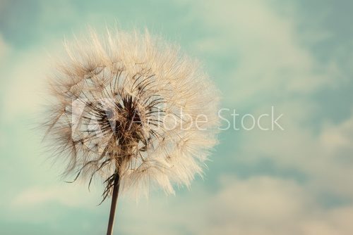 Dandelion Isolated on blue cloudscape 