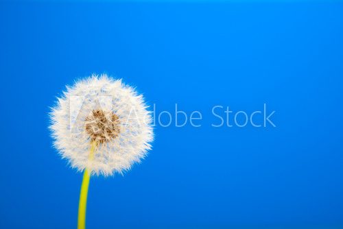 dandelion on blue background 