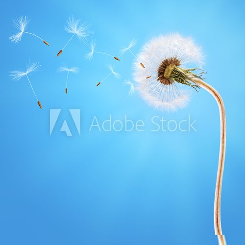 Dandelion on the long stem and on the blue sky 