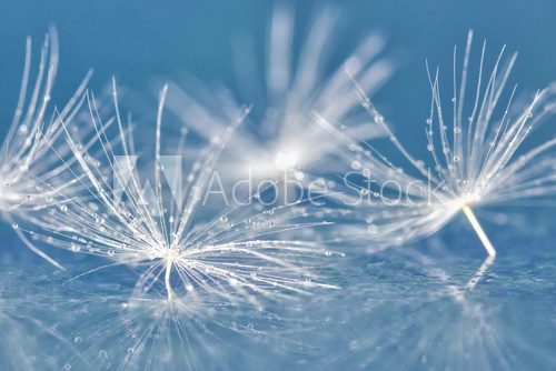 dandelion seed with drops 